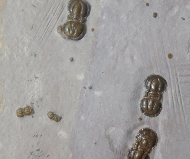 Peronopsis interstricta (WHITE 1874) - Bild &copy; FossNet FossilienStore